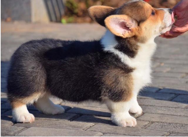 英国斗牛犬是外八字吗 英国斗牛犬是外八字吗