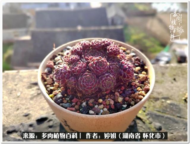 八字缺爱全部作品 八字缺爱全部作品