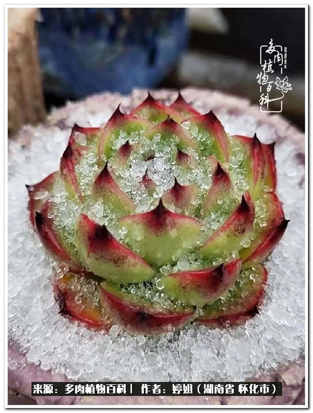 八字缺爱全部作品 八字缺爱全部作品