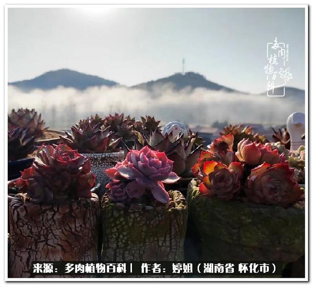 八字缺爱全部作品 八字缺爱全部作品