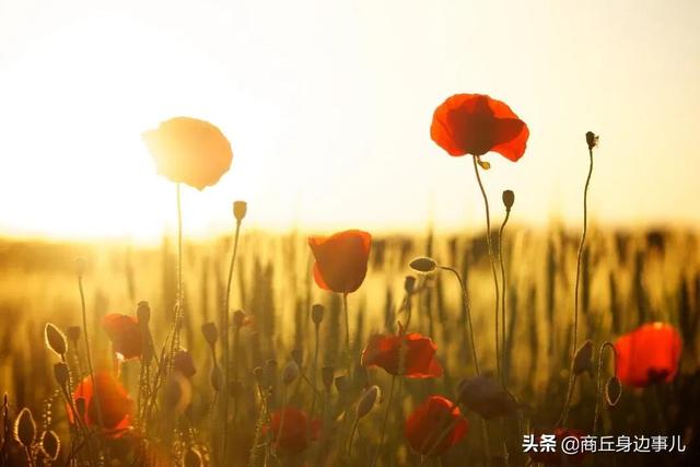 伯生辰八字 伯生辰八字