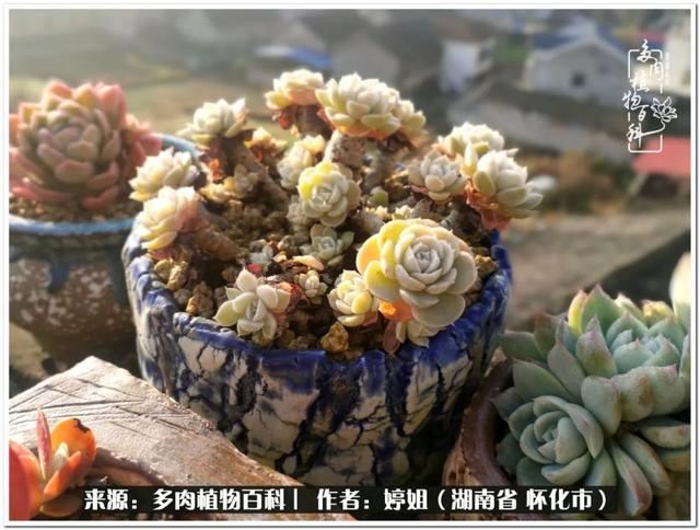 八字缺爱全部作品 八字缺爱全部作品