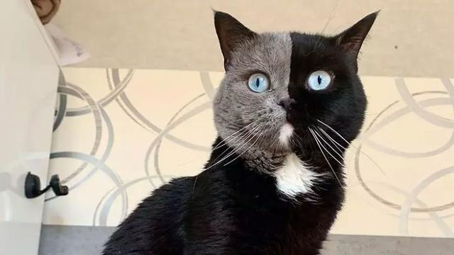 猫脸八字 猫脸八字