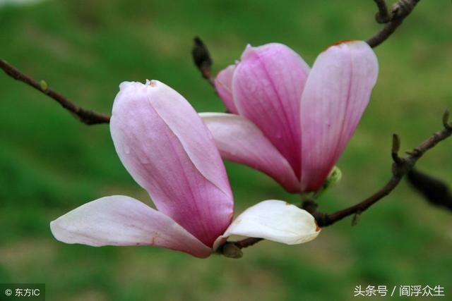 八字身杀两停