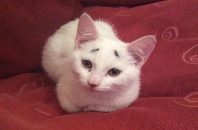 猫咪天生张八字眉 猫咪天生张八字眉