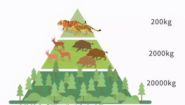 八字打开猜一动物 八字打开猜一动物