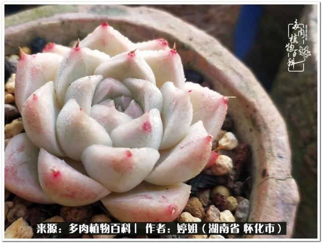 八字缺爱全部作品 八字缺爱全部作品