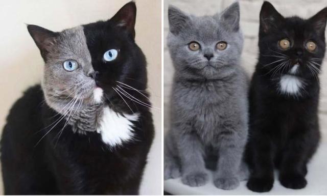 猫脸八字 猫脸八字