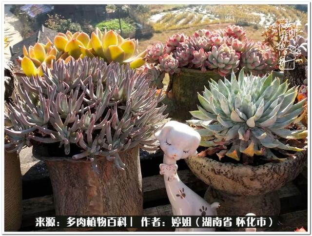 八字缺爱全部作品 八字缺爱全部作品