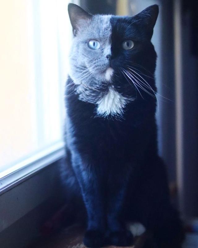猫脸八字 猫脸八字
