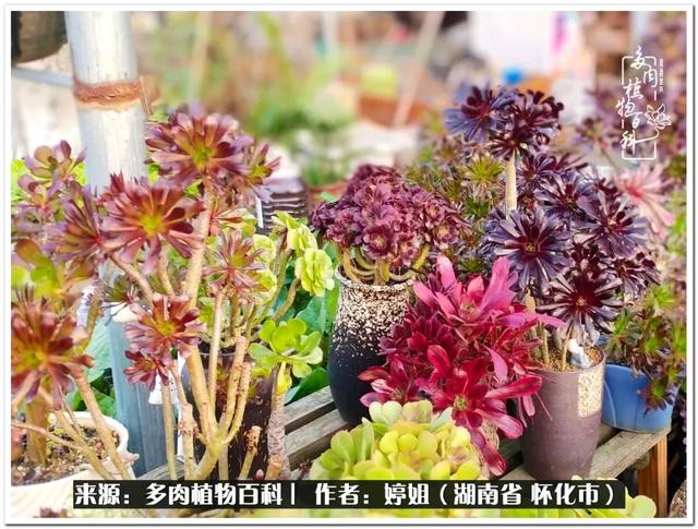 八字缺爱全部作品 八字缺爱全部作品