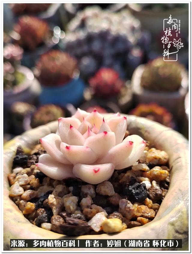 八字缺爱全部作品 八字缺爱全部作品