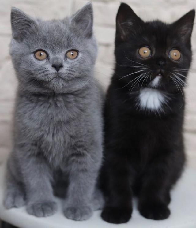 猫脸八字 猫脸八字