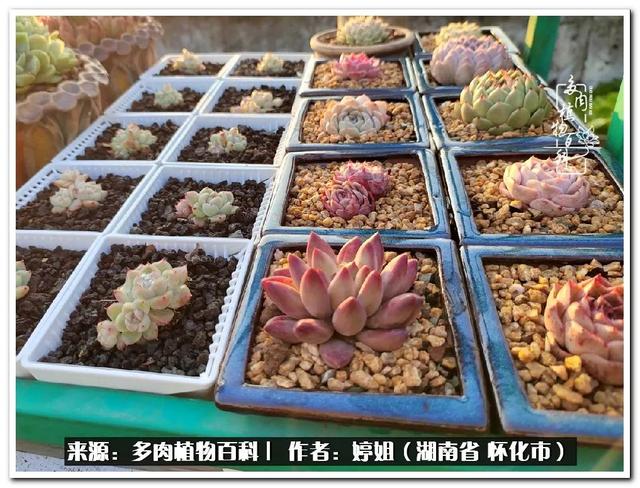八字缺爱全部作品 八字缺爱全部作品