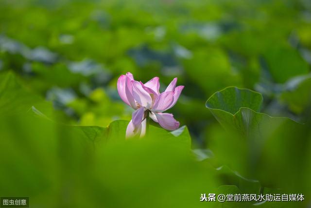 乙木八字里有甲木 乙木八字里有甲木