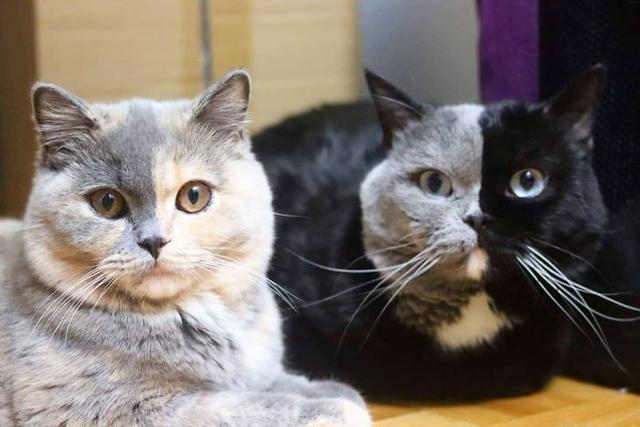 猫脸八字 猫脸八字