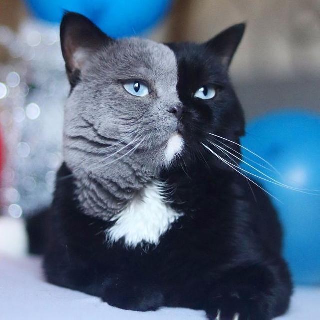 猫脸八字 猫脸八字