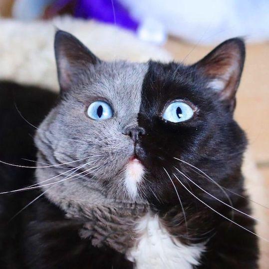 猫脸八字 猫脸八字