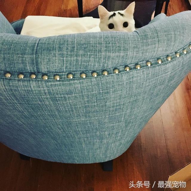 八字眉猫