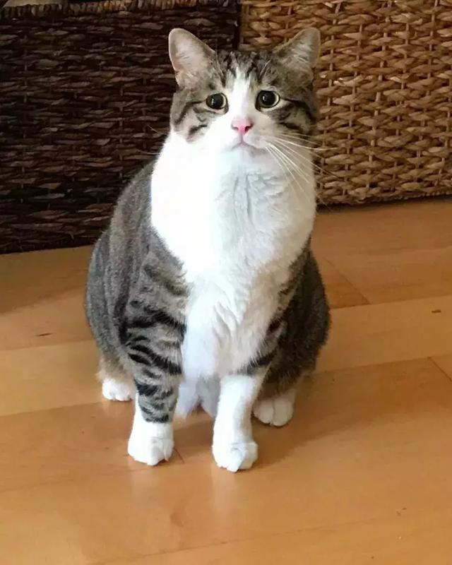 男人倒八字眉的解说