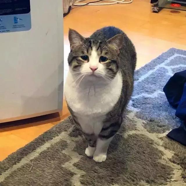 男人倒八字眉的解说