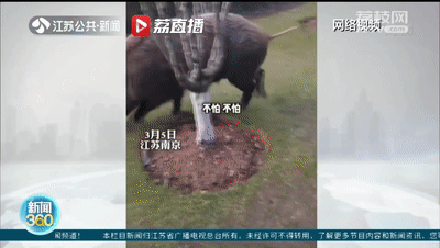 八字头下面一个木是什么字 八字头下面一个木是什么字