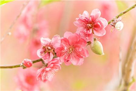 女人八字里有桃花