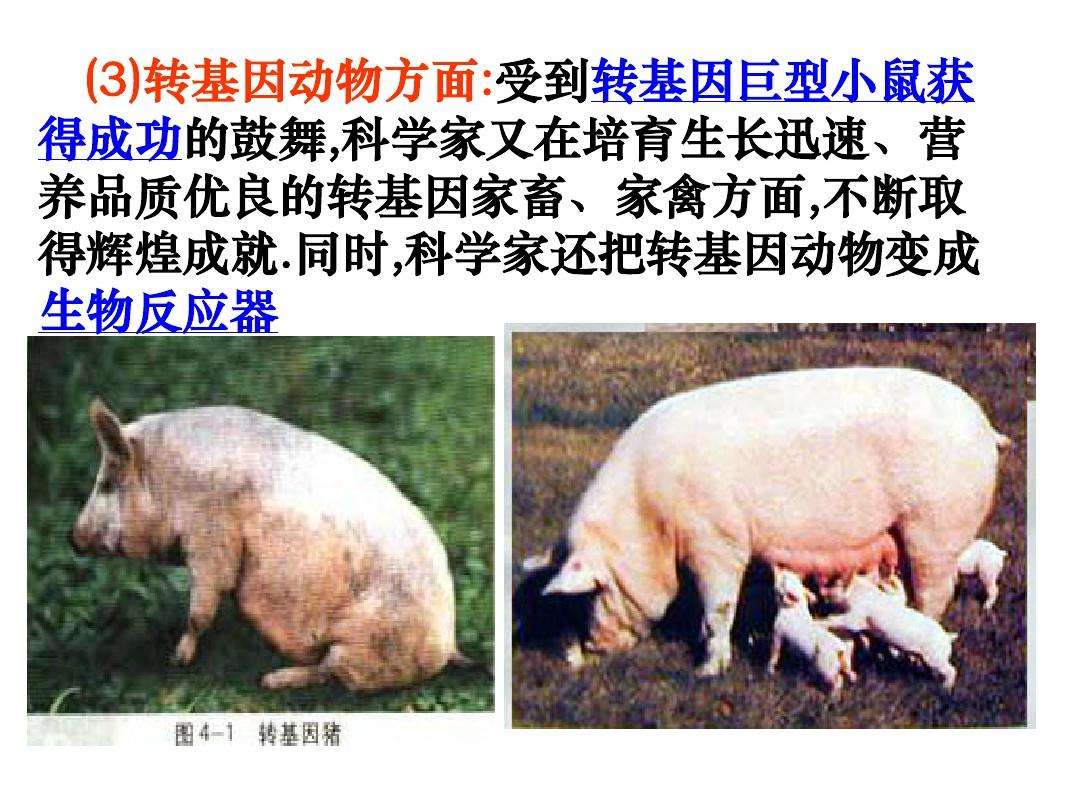 关于八字高吊利当前打一动物的信息