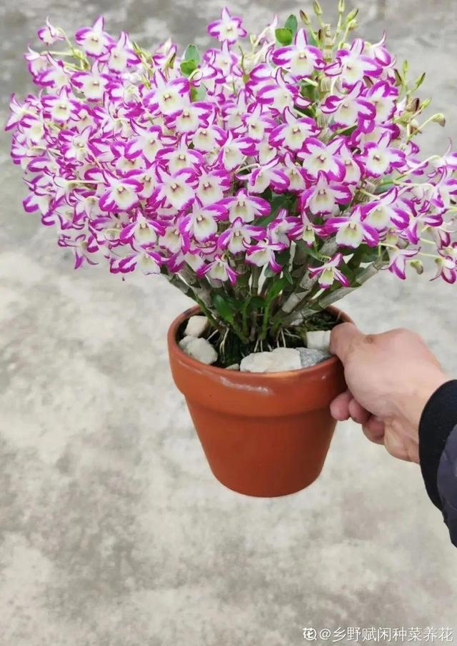 女命八字半阴半阳 女命八字半阴半阳