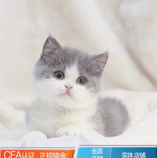 英短蓝白没有正八字 英短蓝白没有正八字