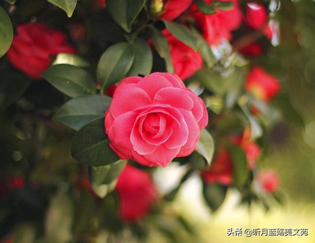有关遇见的唯美句子八字