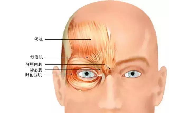 颧骨八字纹代表什么