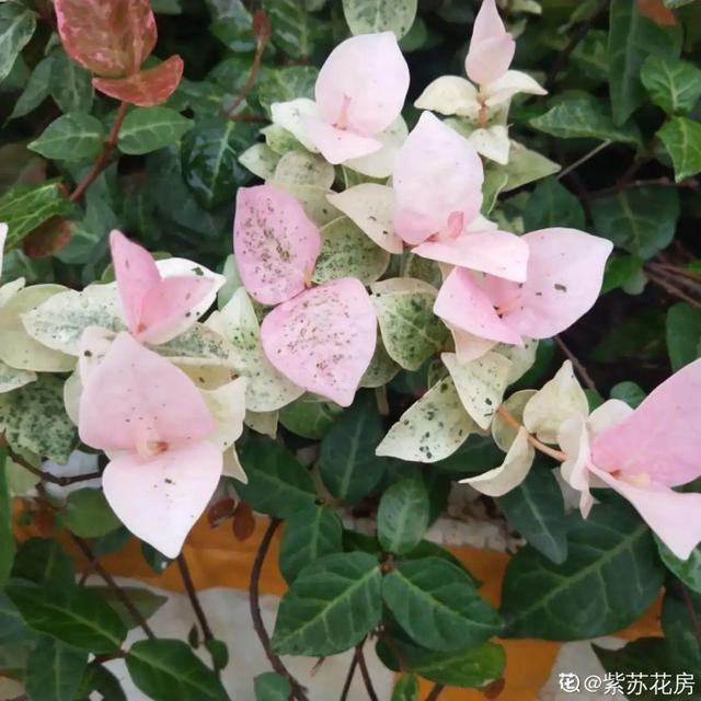 女命八字半阴半阳 女命八字半阴半阳