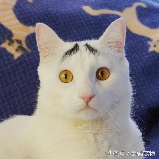 八字眉猫
