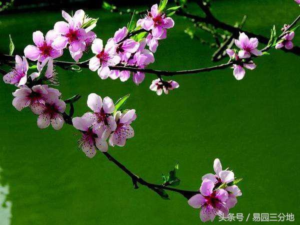八字时支带桃花