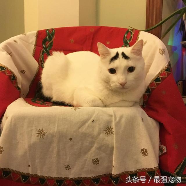 八字眉猫