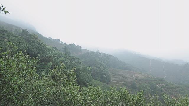 潮汕八字三冲一合