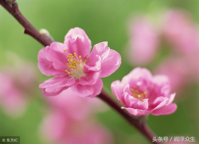 桃花八字神煞
