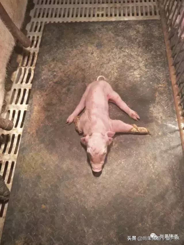 小猪八字腿 小猪八字腿