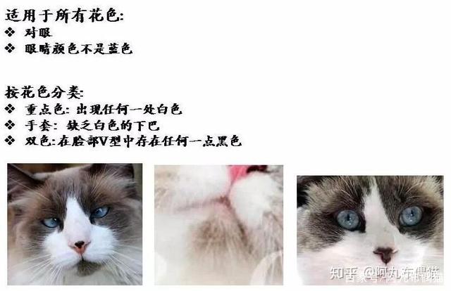 枫叶脸和八字脸的区别 枫叶脸和八字脸的区别