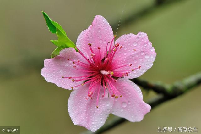 桃花八字神煞