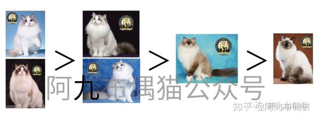 枫叶脸和八字脸的区别 枫叶脸和八字脸的区别