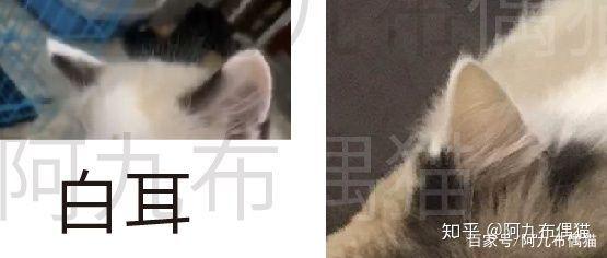 枫叶脸和八字脸的区别 枫叶脸和八字脸的区别