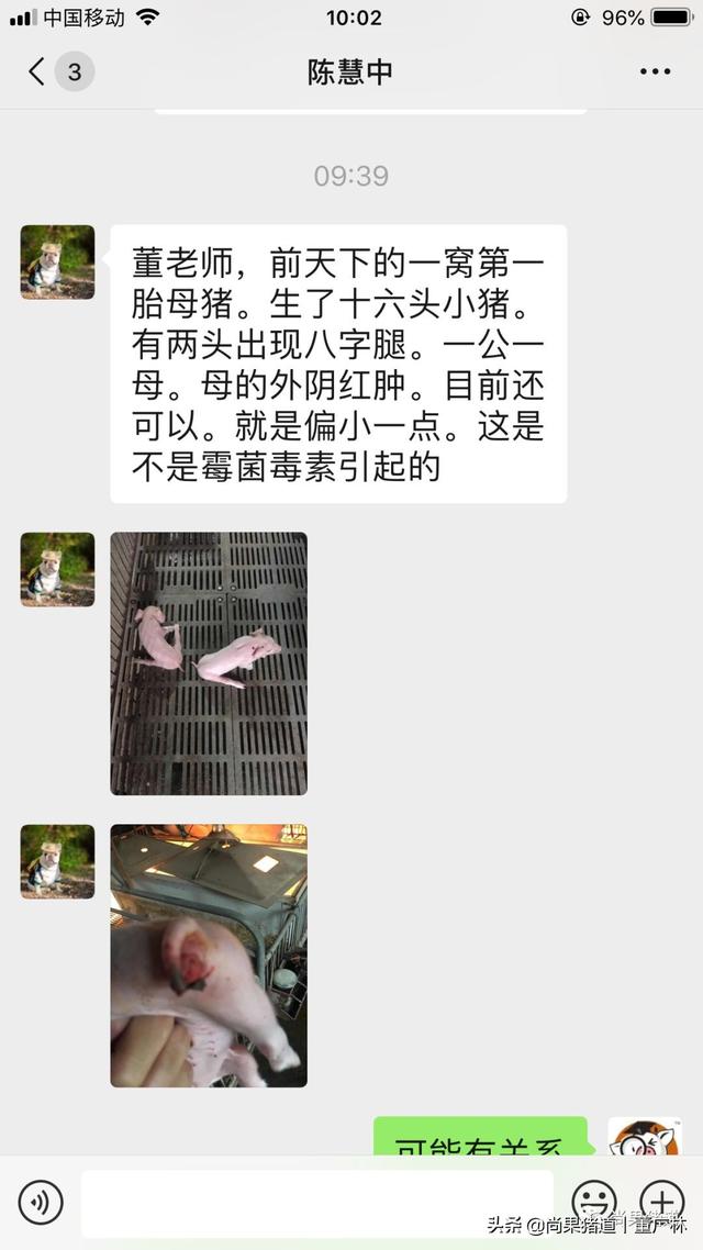 小猪八字腿 小猪八字腿