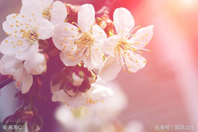 桃花八字神煞