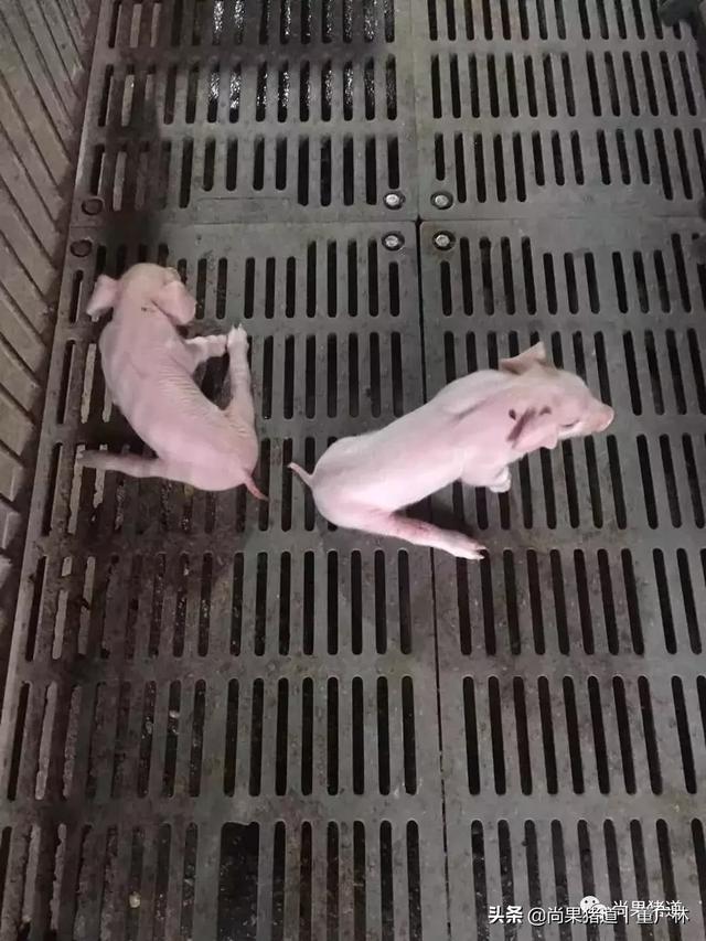 小猪八字腿 小猪八字腿