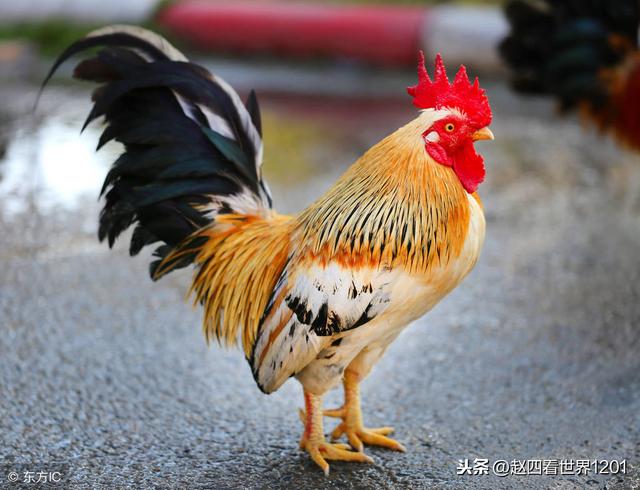 虎年属猪马人2022年运势运程 虎年属猪马人2022年运势运程