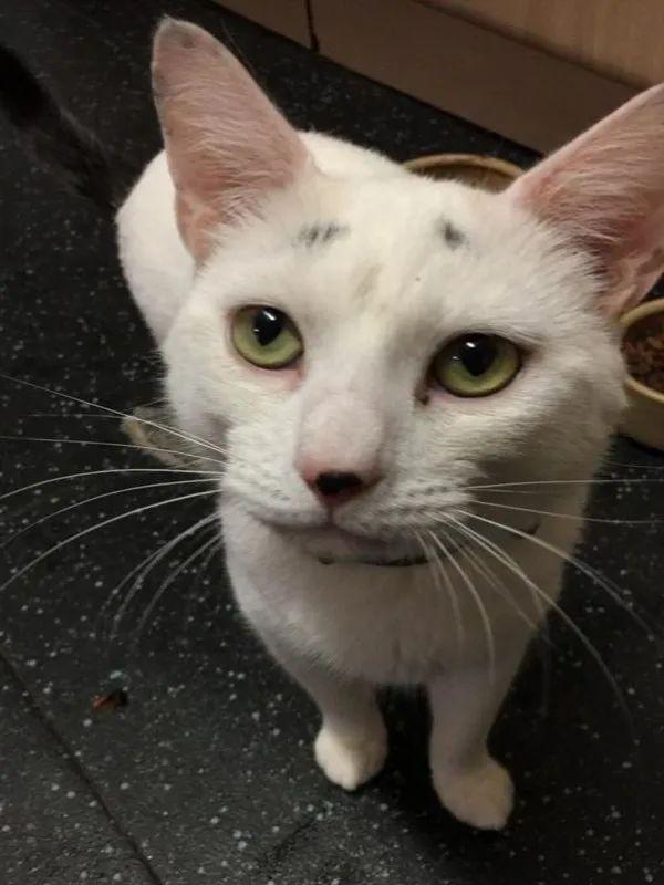 猫咪天生八字眉 猫咪天生八字眉