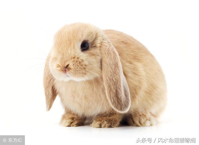 八字看本月运势