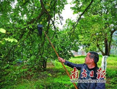 八字枯木新芽得所依什么意思